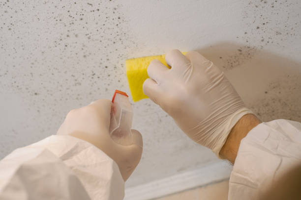 Best Water Damage & Mold Remediation  in Dormont, PA