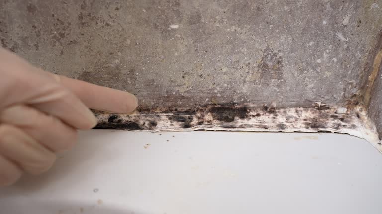 Best HVAC Mold Inspection and Cleaning  in Dormont, PA